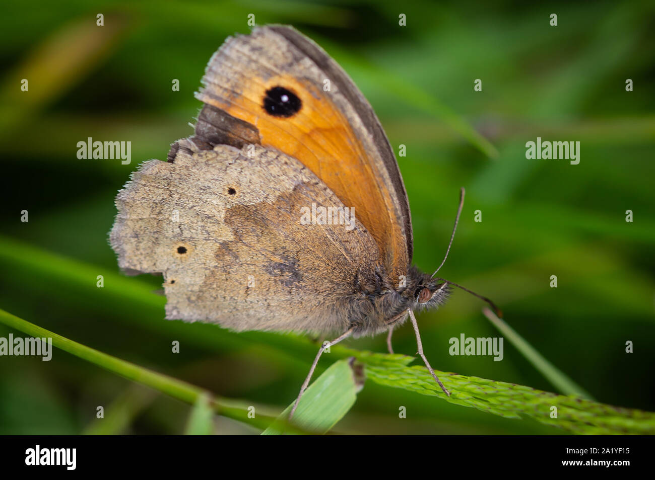 Meadow Brown butterfly in a tatty condition Stock Photo