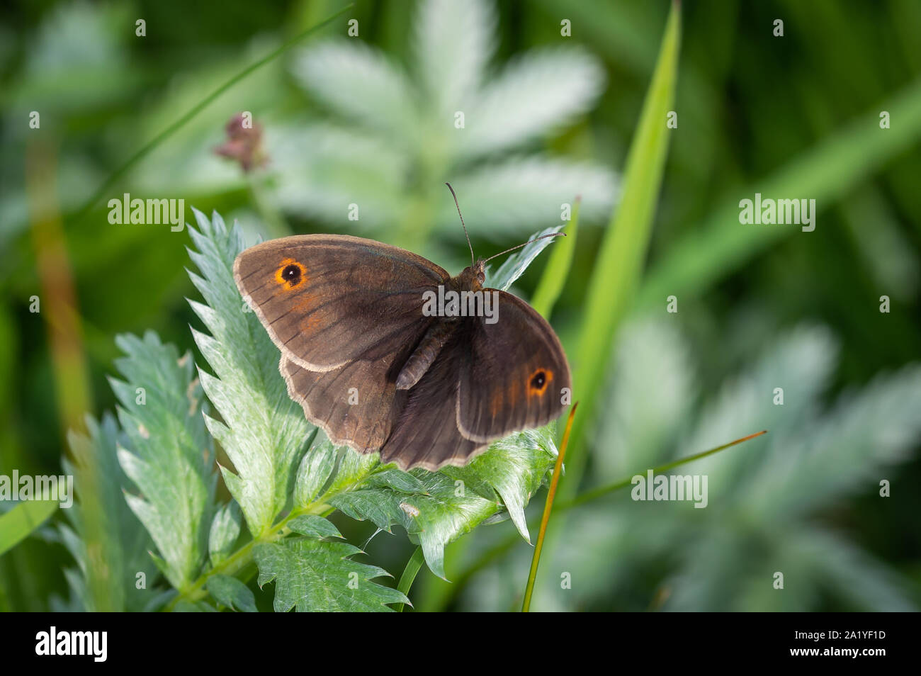 Meadow Brown butterfly on greenery Stock Photo