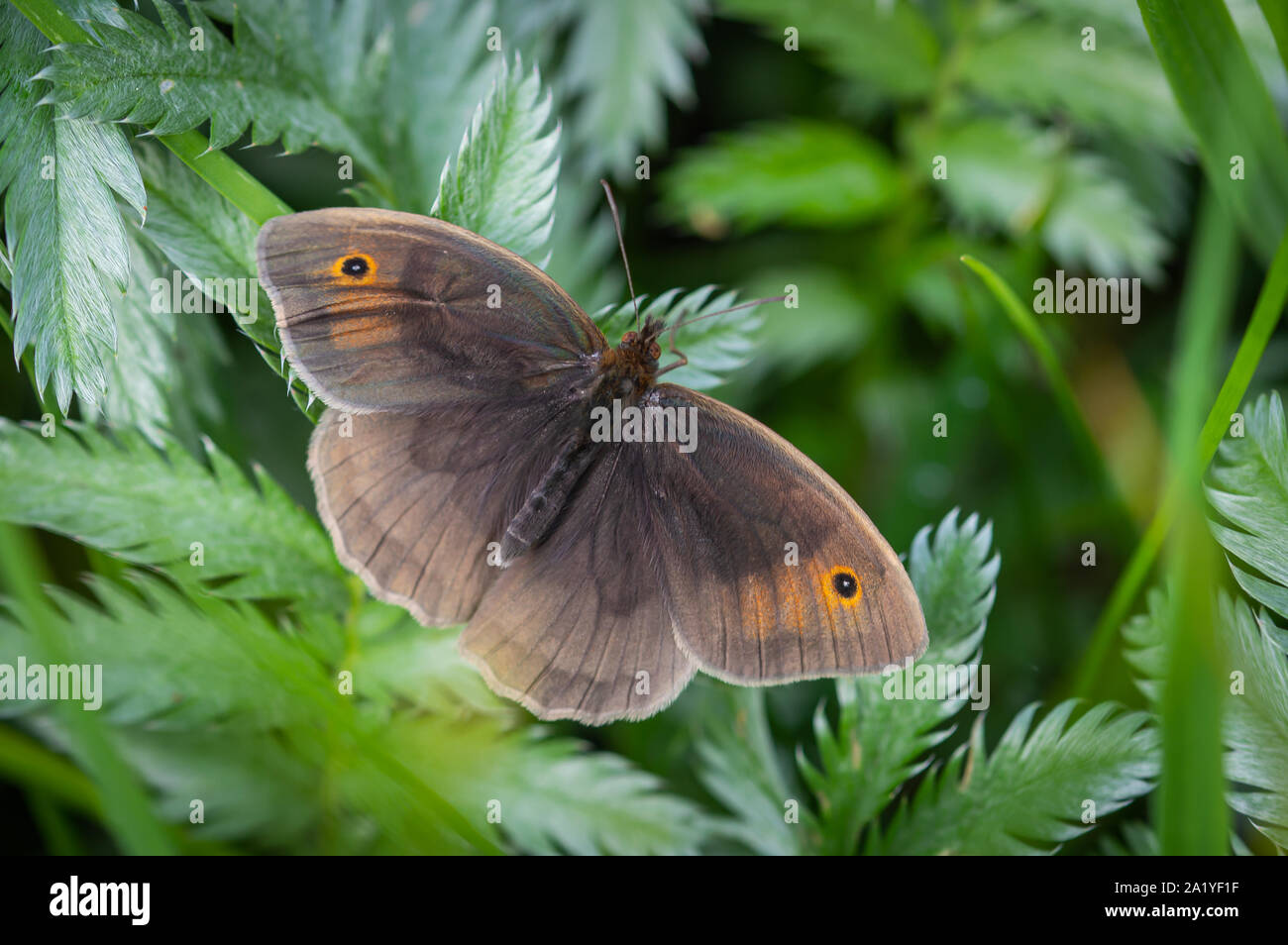 Meadow Brown butterfly seen from above Stock Photo