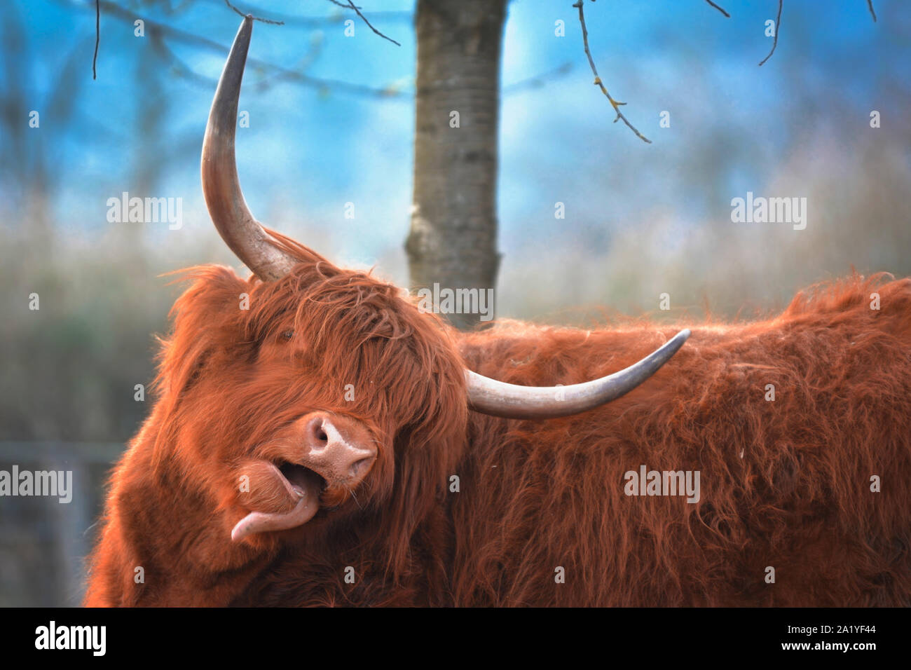 Funny Scottish Highland Cattle cow with brown long and scraggy fur and ...