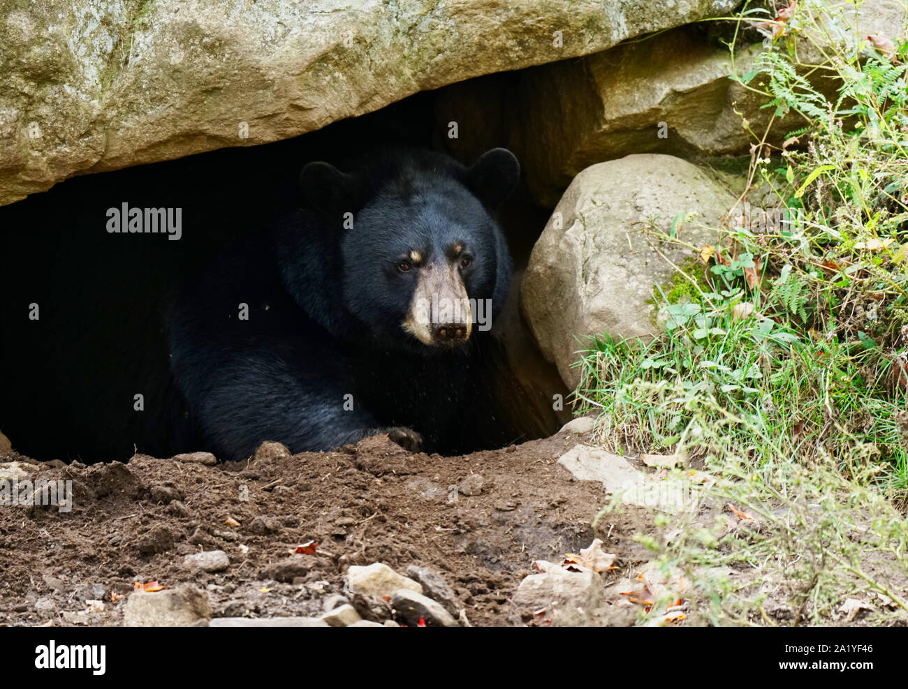 Montebello,Quebec,Canada,September 29,2019.Black bear in a wildlife park reserve in Montebello,Quebec,Canada.Credit:Mario Beauregard/Alamy News Stock Photo