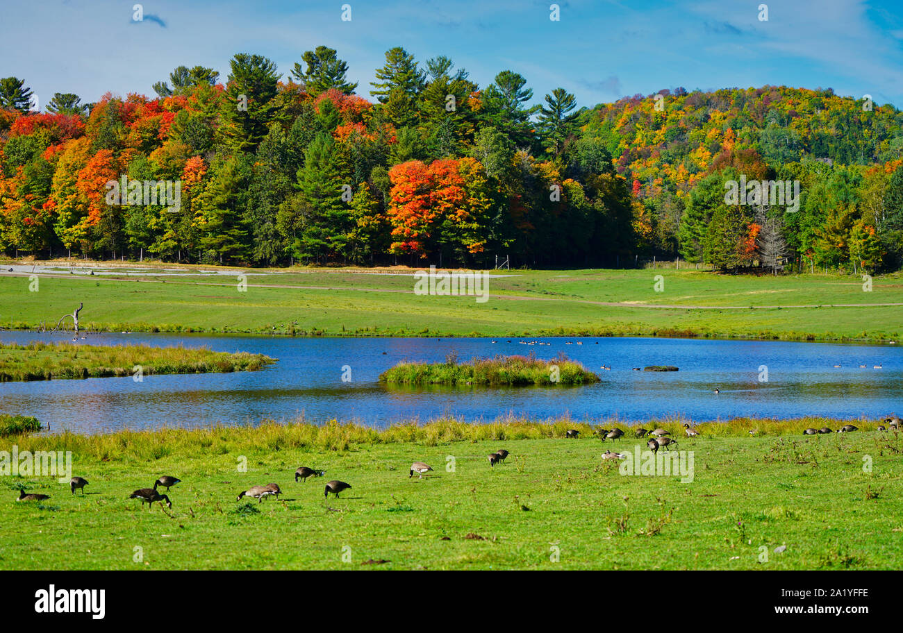 Montreal,Quebec,Canada,September 29,2019.Autumn scenery in a park