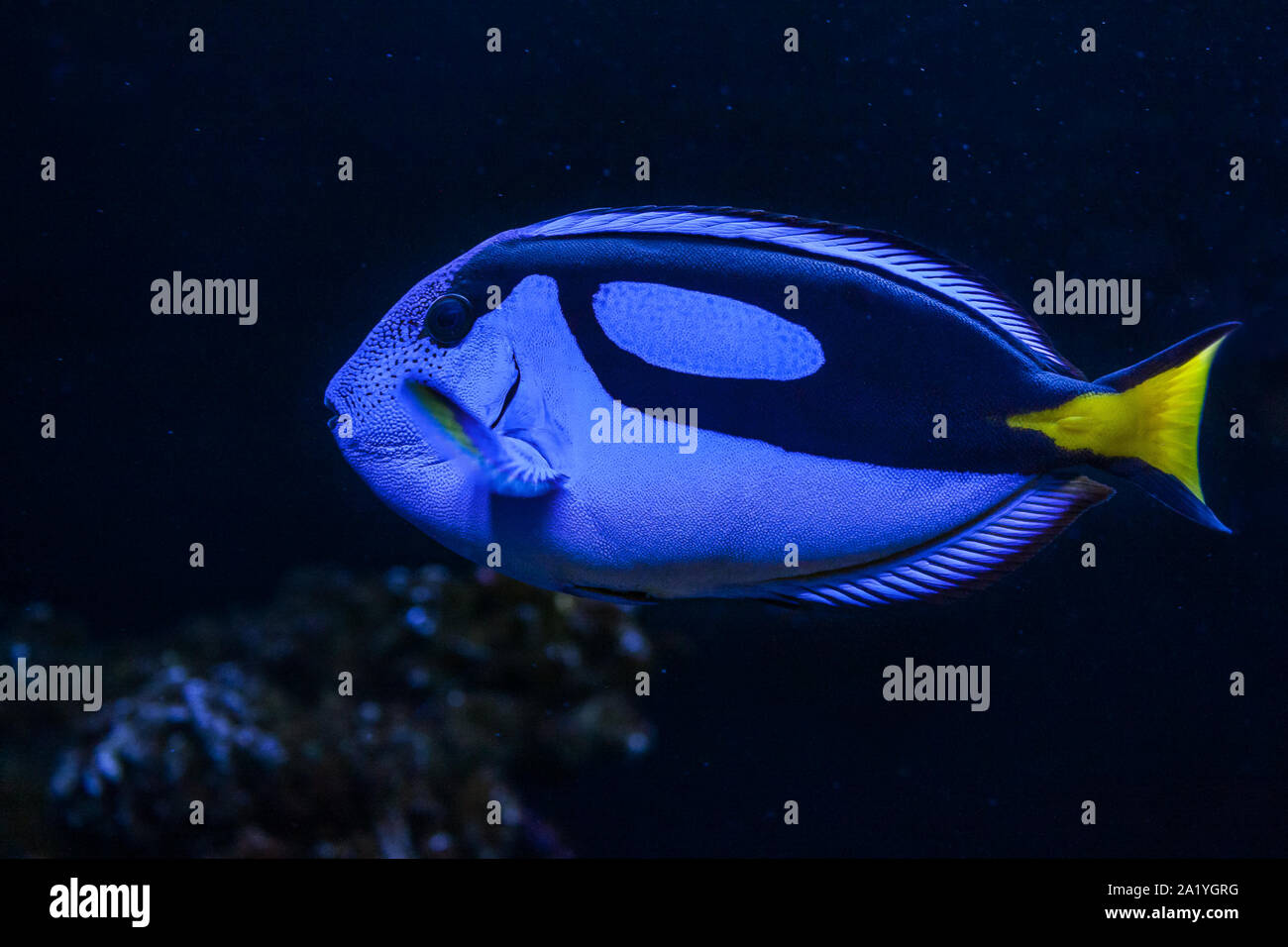 Blue Surgeonfish closeup against dark background Stock Photo