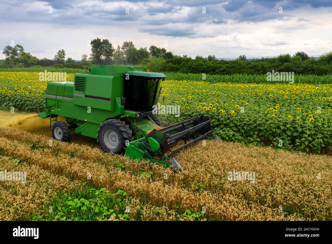 Combine harvester on a wheat field with blue sky, drone aerial view Stock Photo