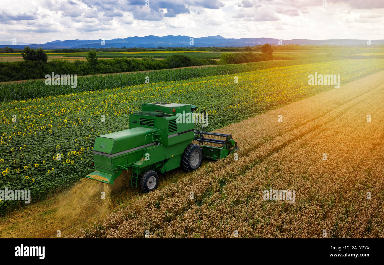 Combine harvester on a wheat field with blue sky, drone aerial view Stock Photo