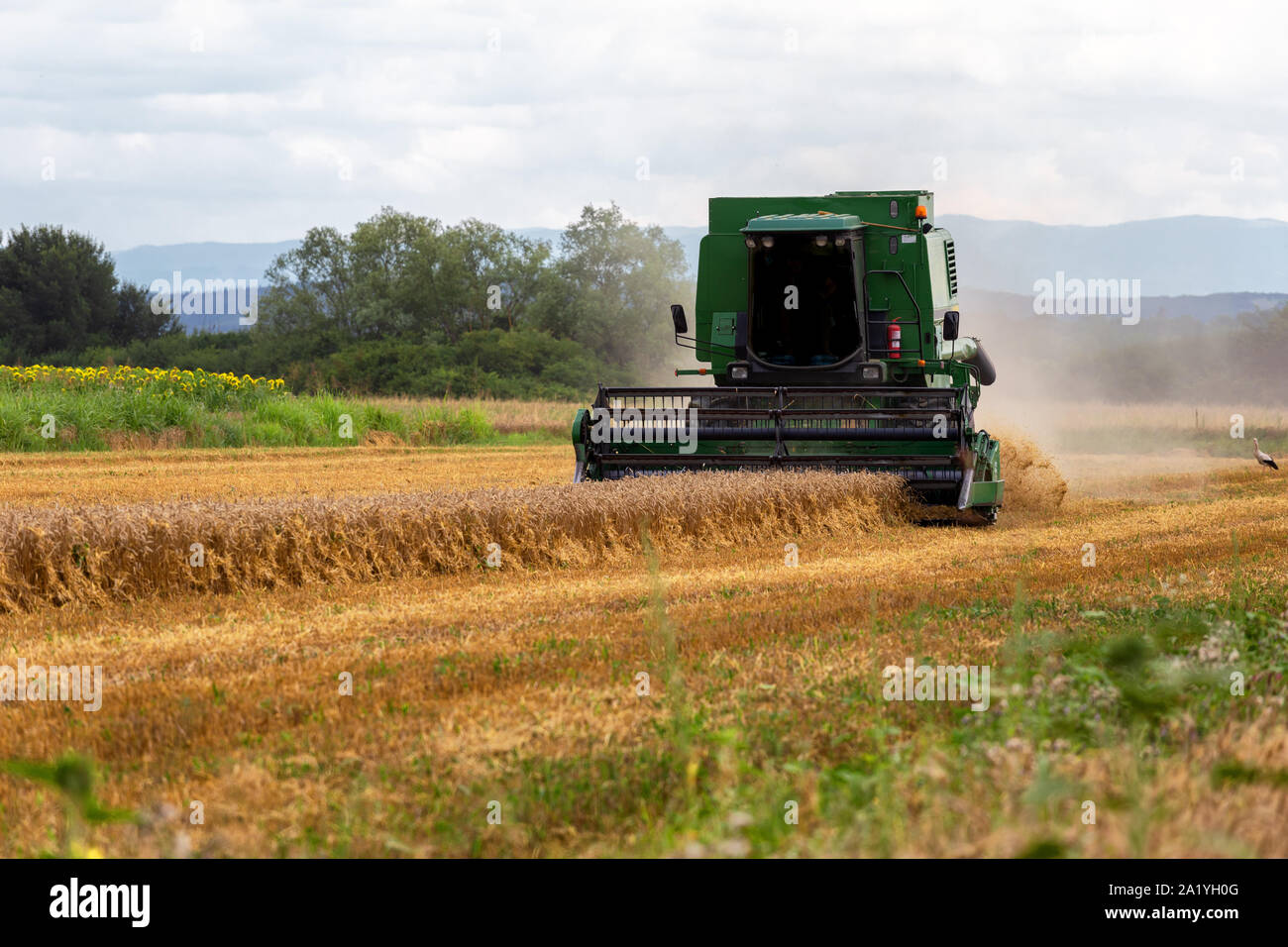 Harvesting wheat harvester on a sunny summer day Stock Photo