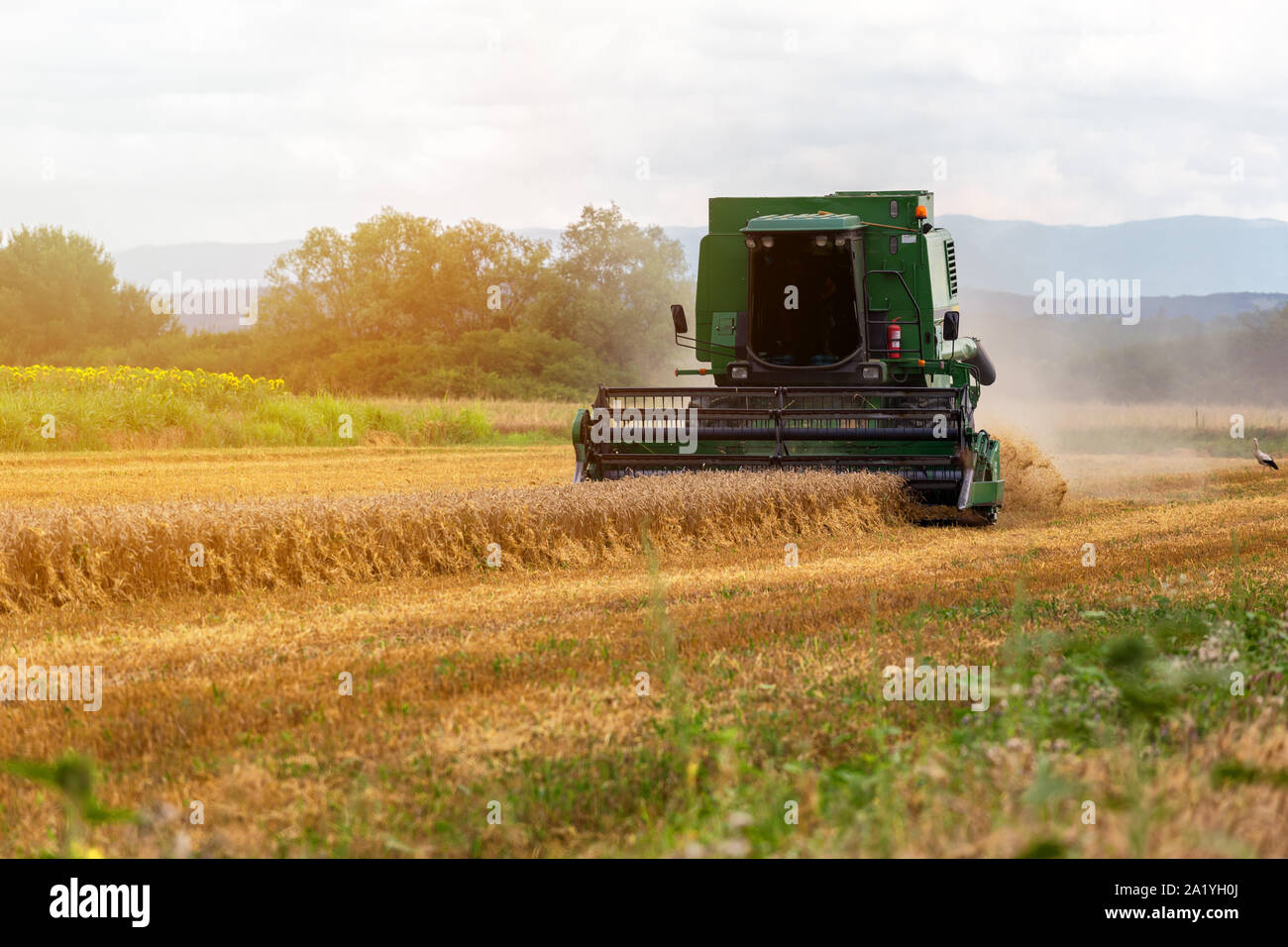 Harvesting wheat harvester on a sunny summer day Stock Photo