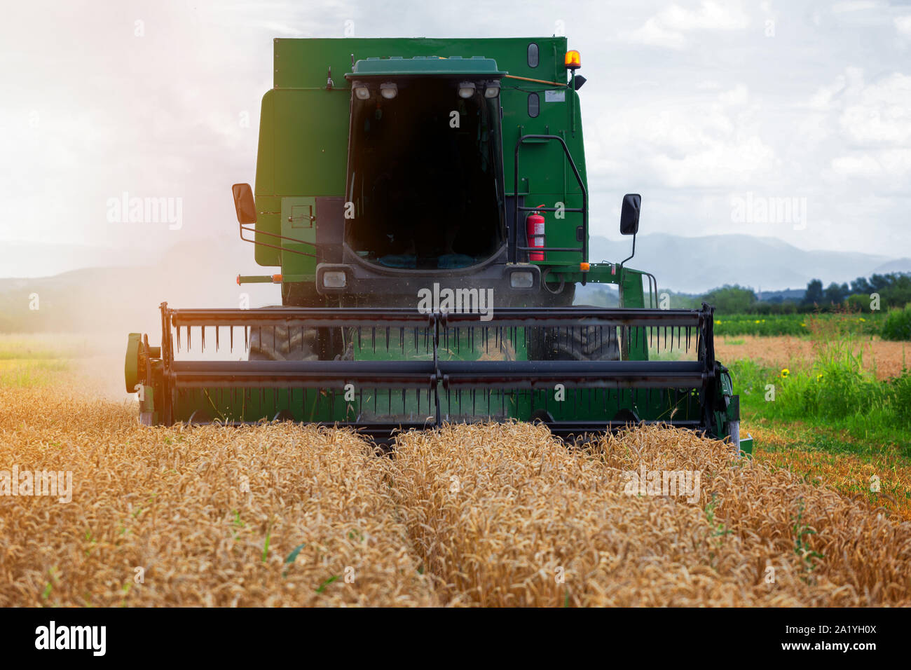 Combine harvester in action on wheat field. Harvesting is the process of gathering a ripe crop from the fields. Stock Photo