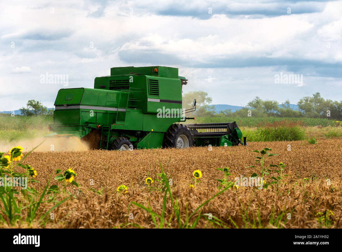 Combine harvester in action on wheat field. Harvesting is the process of gathering a ripe crop from the fields. Stock Photo