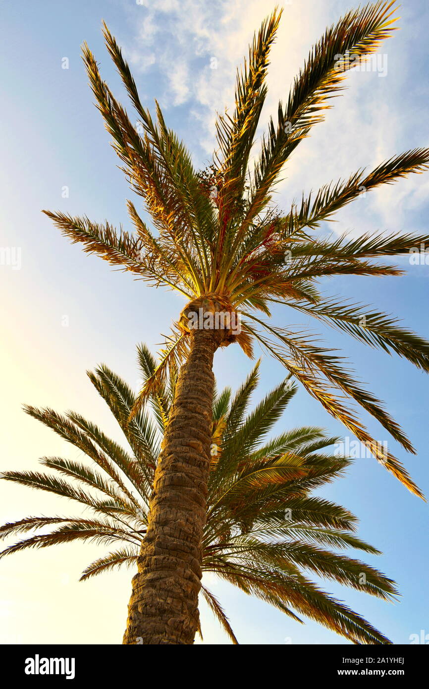 Two palm trees on sunset hi-res stock photography and images - Alamy