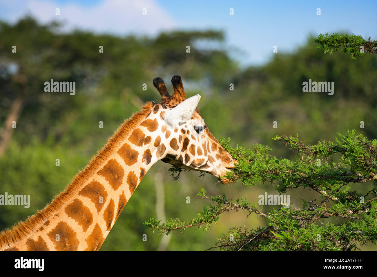 Giraffe browsing on Acacia, (Giraffa) browsing leaves of Acacia Tree, Lake Mburo National Park, Uganda, East Africa Stock Photo