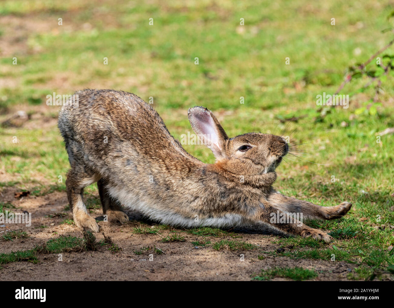 wild rabbit stretching with front paw raised Stock Photo