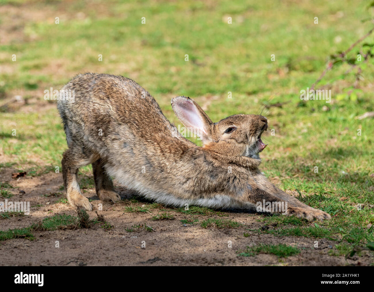 Wild rabbit stretching and yawning Stock Photo