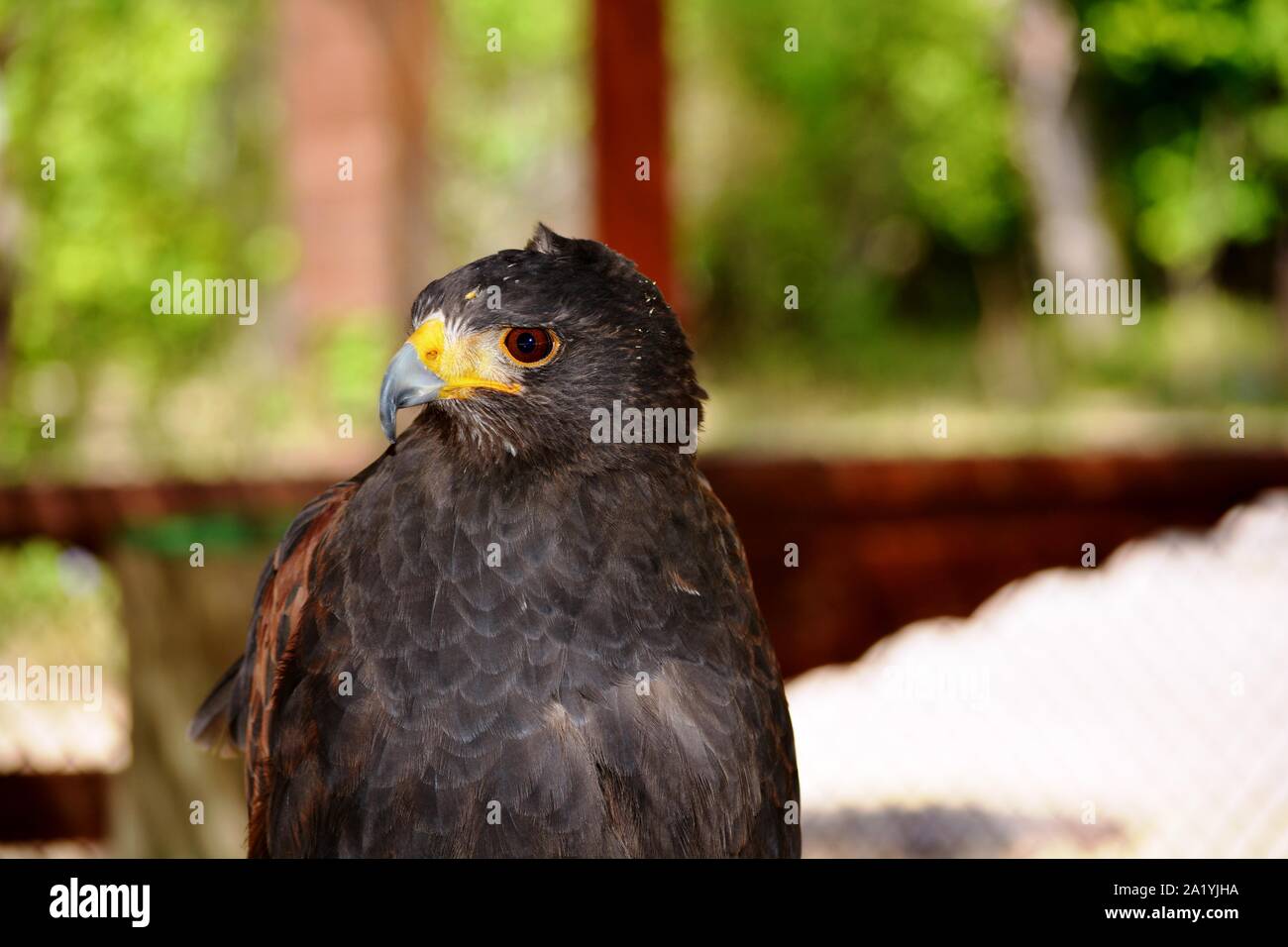 the head of an eagle with the yellow beak Stock Photo