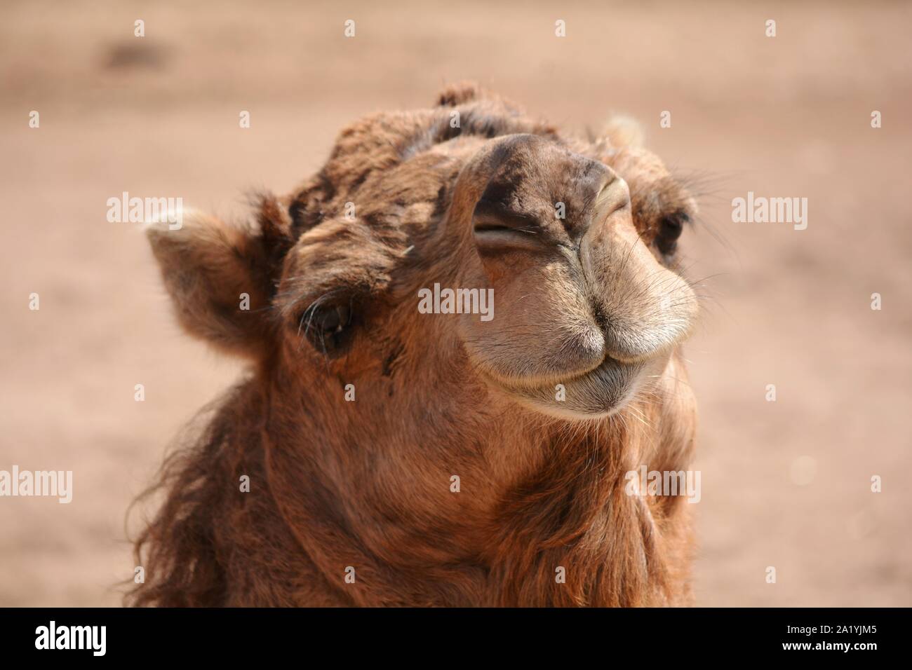 a camel in a sunny day Stock Photo - Alamy