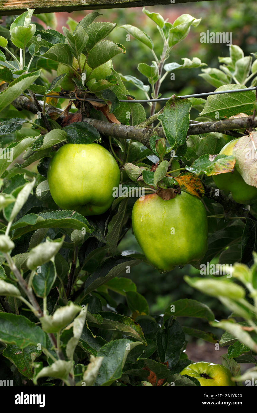 Malus 'Lord Derby' Stock Photo