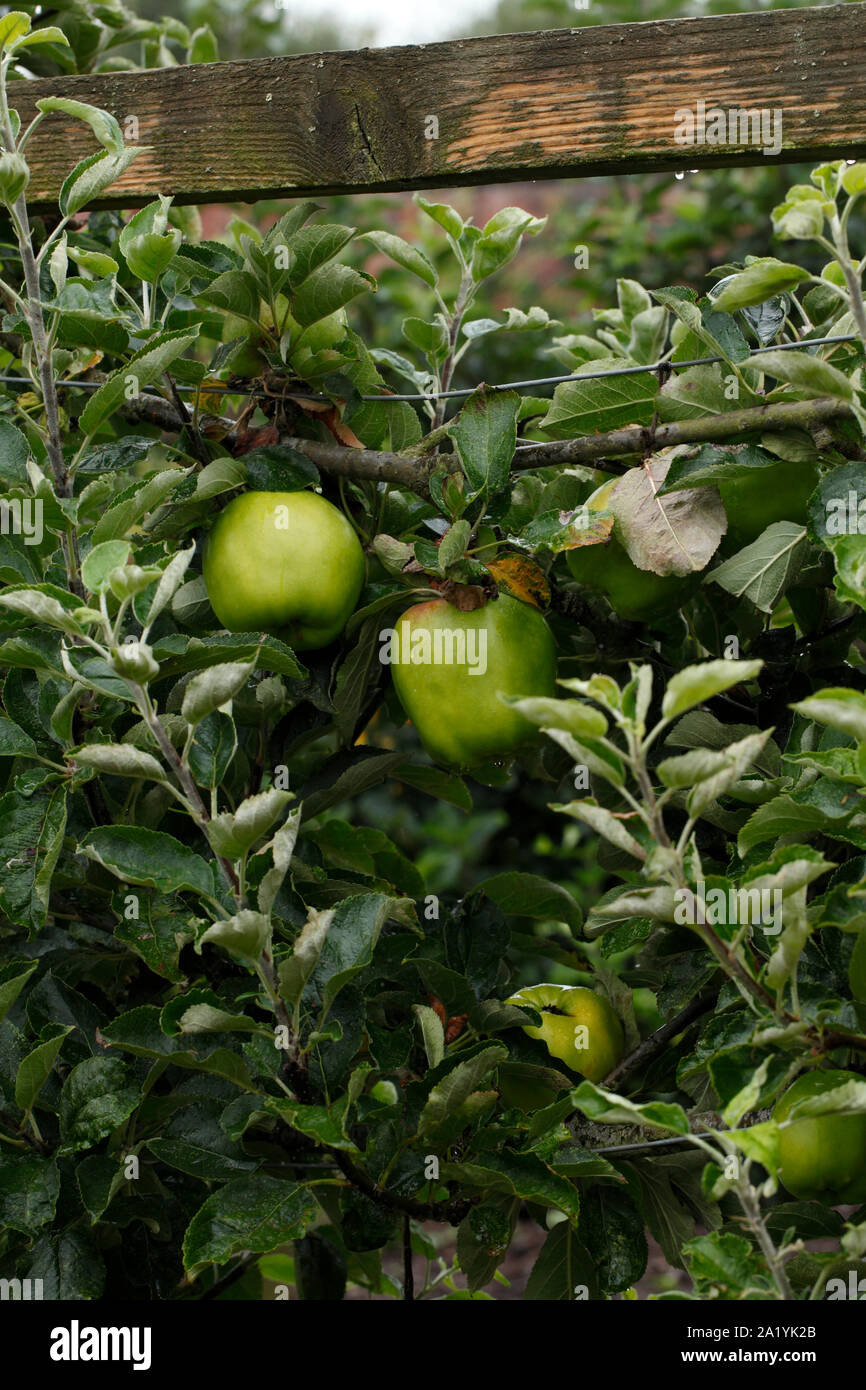 Malus 'Lord Derby' Apple variety. Stock Photo