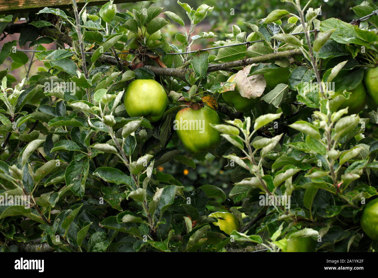 Malus 'Lord Derby' Apple variety. Stock Photo