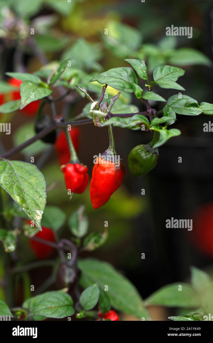 Chilli 'Hot Variegata' 50,000 Scoville heat units Stock Photo - Alamy