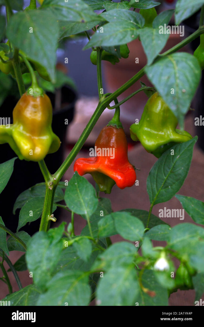 Chilli 'Bartlett's Bonnet' 400,000 Scoville heat units. Stock Photo