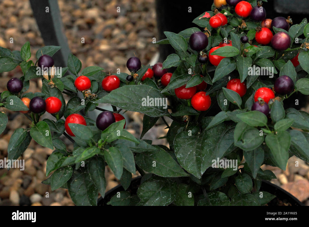 Filius blue peppers hires stock photography and images Alamy