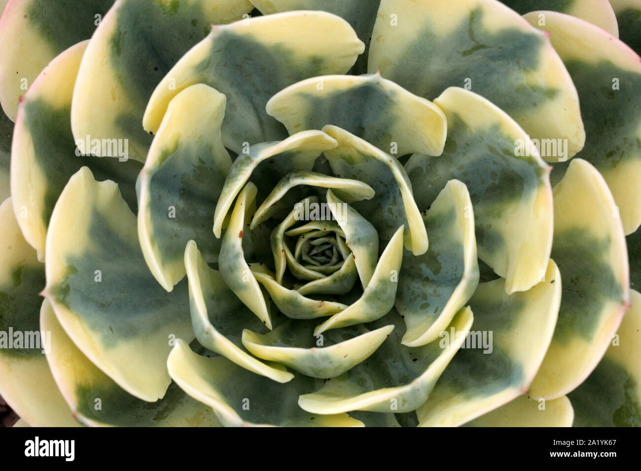 Echeveria 'Compton Carousel' Variegated Hens and Chicks. Succulent. Stock Photo