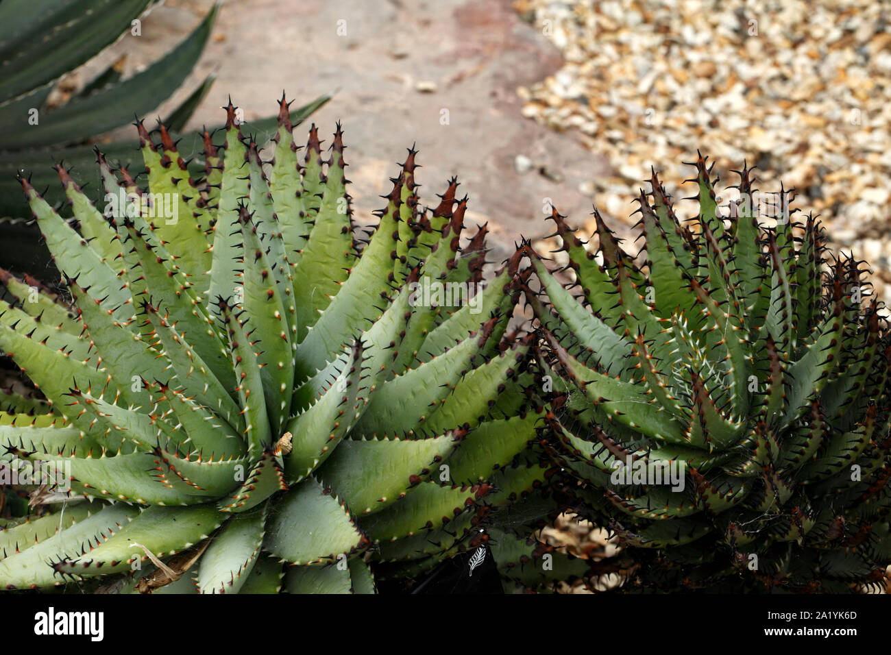 gel aloe vera pura Best Aloe Vera Gel for Face main image 1