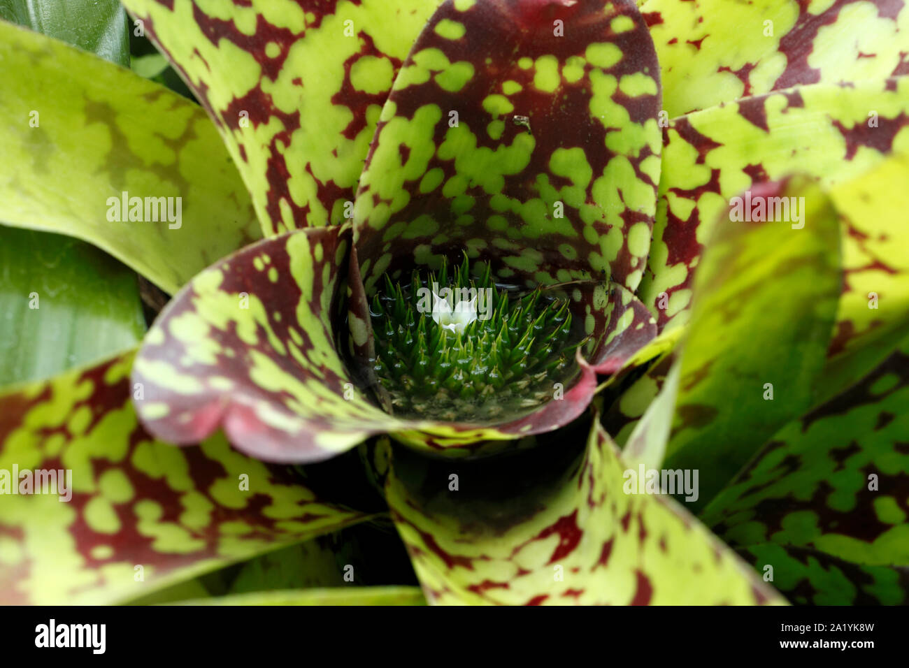 Mottled leaves hi-res stock photography and images - Alamy