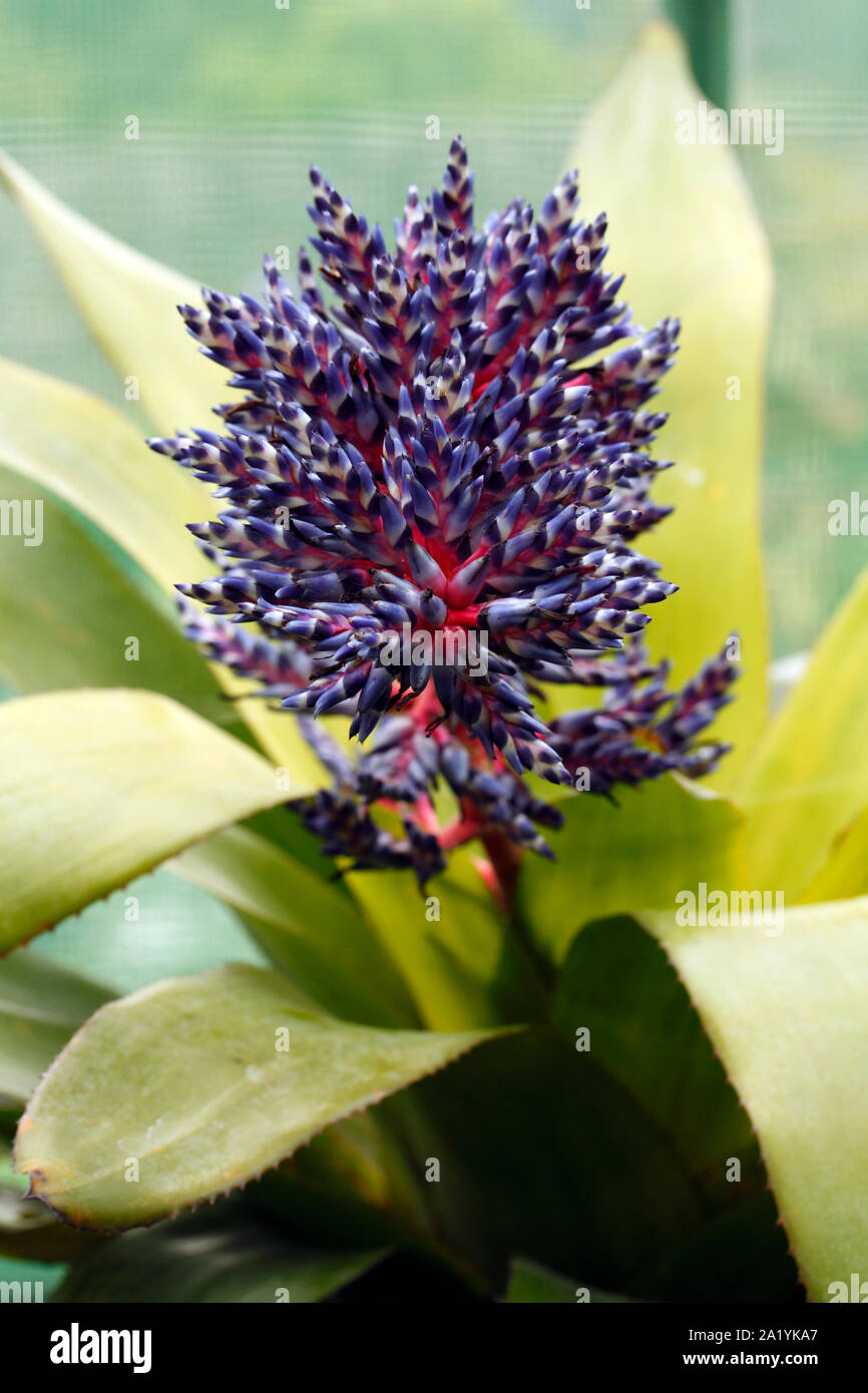 Flower stalks of the Aechmea Blue Tango cultivar bromeliaceae, bromeliad Stock Photo