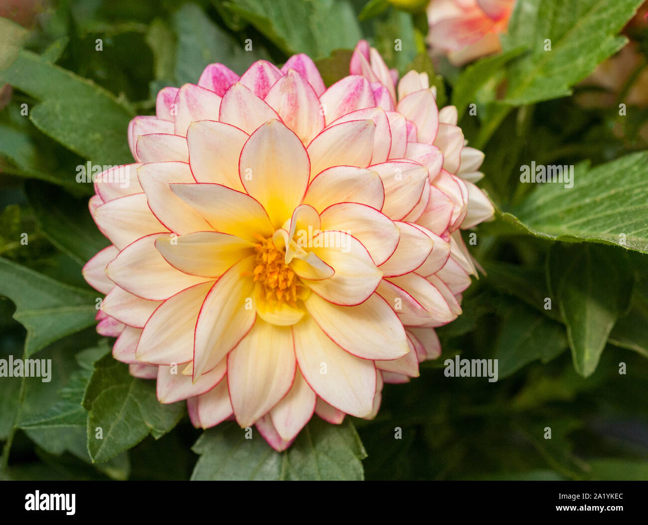 Close up of Dahlia flower Nova  A tuberous plant that is a deciduous perennial and half hardy Stock Photo