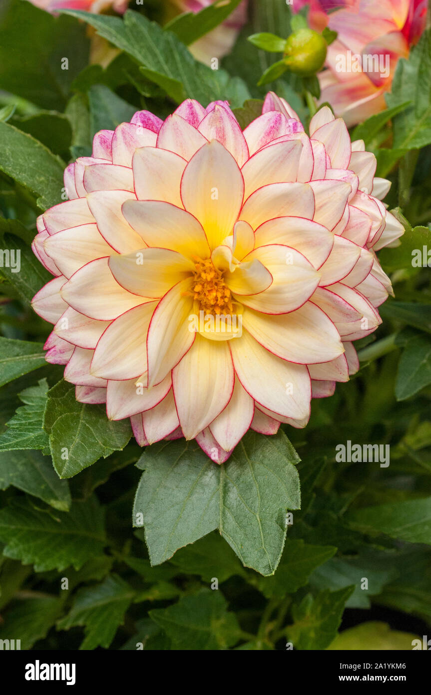 Close up of Dahlia flower Nova  A tuberous plant that is a deciduous perennial  and half hardy Stock Photo