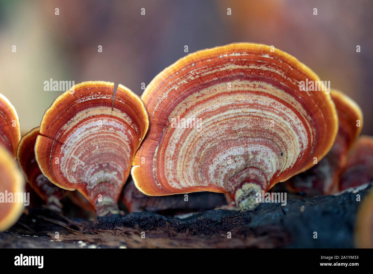 Close-up of false turkey-tail fungus (Stereum ostrea) - Brevard, North Carolina, United States Stock Photo