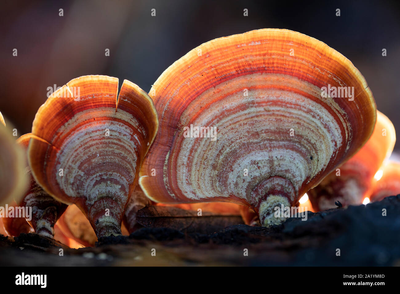 Close-up of false turkey-tail fungus (Stereum ostrea) - Brevard, North Carolina, United States Stock Photo