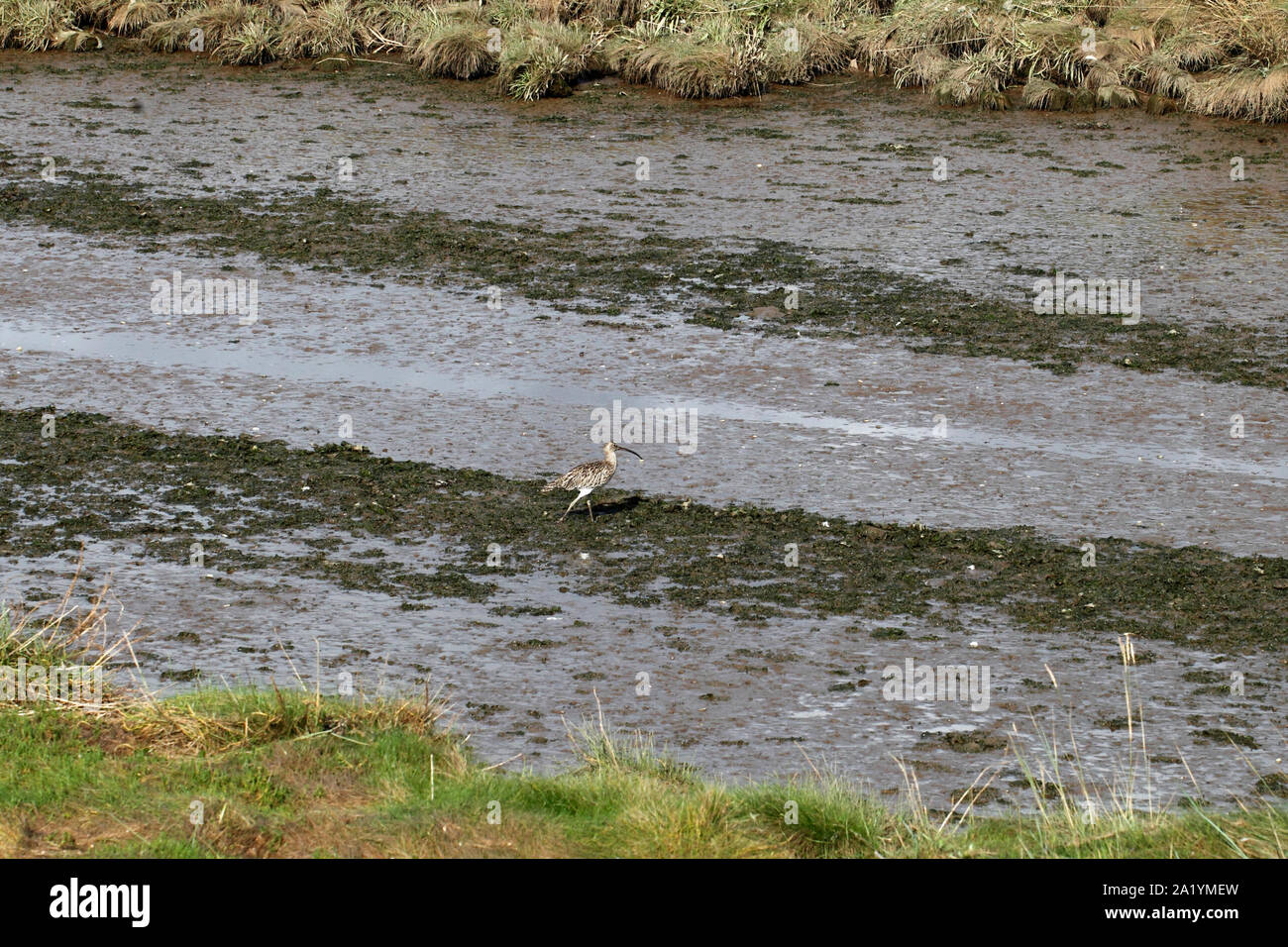 curlew, wader on mud of the River Ax estuary Stock Photo