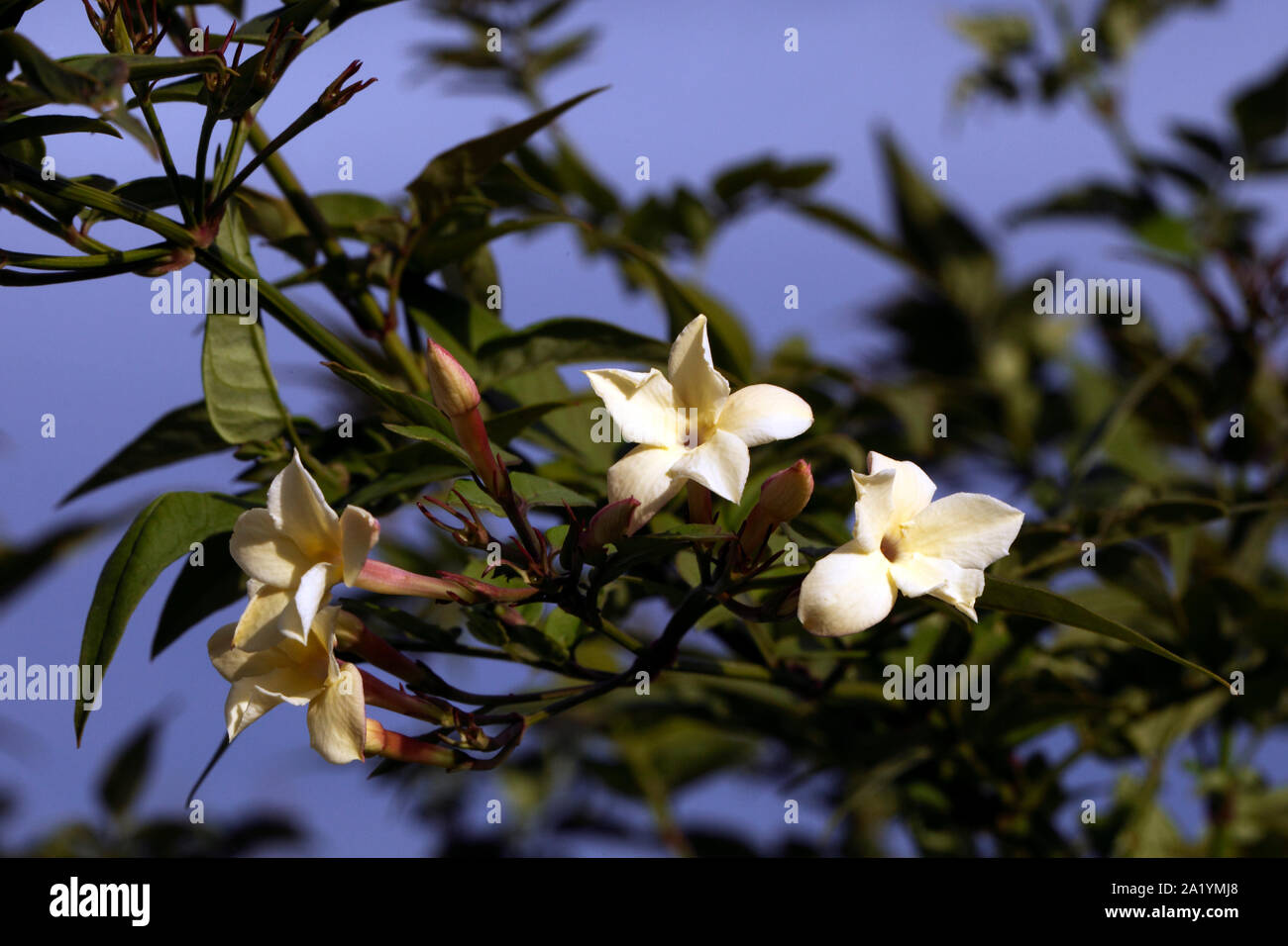 Jasminum officinale 'Clotted Cream'. Cream Jasmine climber Stock Photo