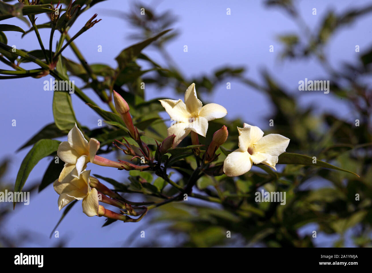 Jasminum officinale 'Clotted Cream'. Cream Jasmine climber Stock Photo