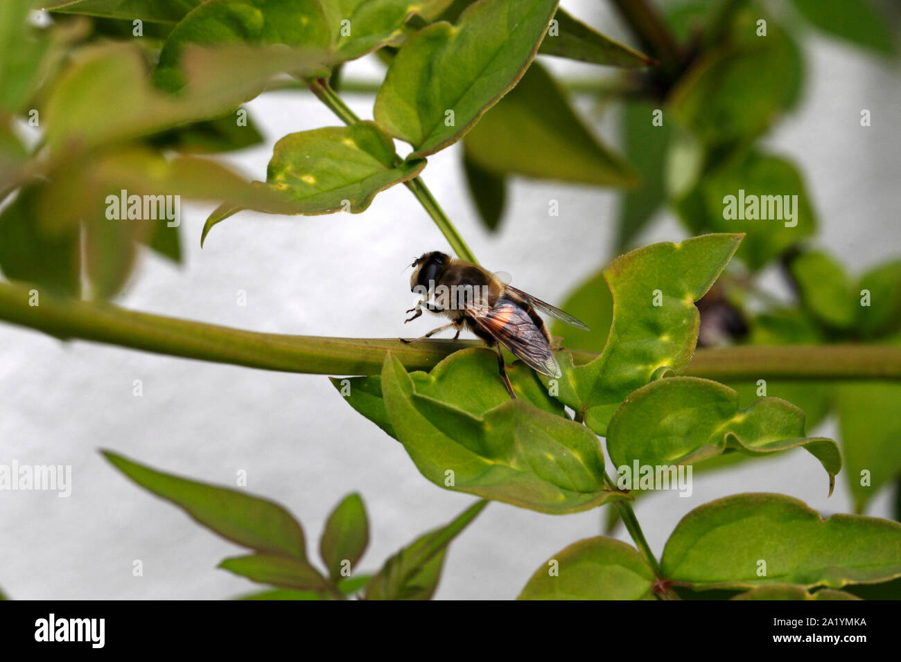 Hoverfly or Drone Fly, Eristalis tenax, Syrphidae, Diptera Stock Photo