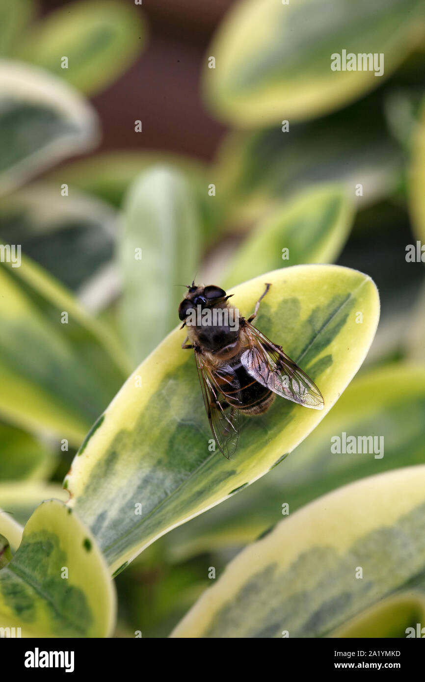 Hoverfly or Drone Fly, Eristalis tenax, Syrphidae, Diptera Stock Photo