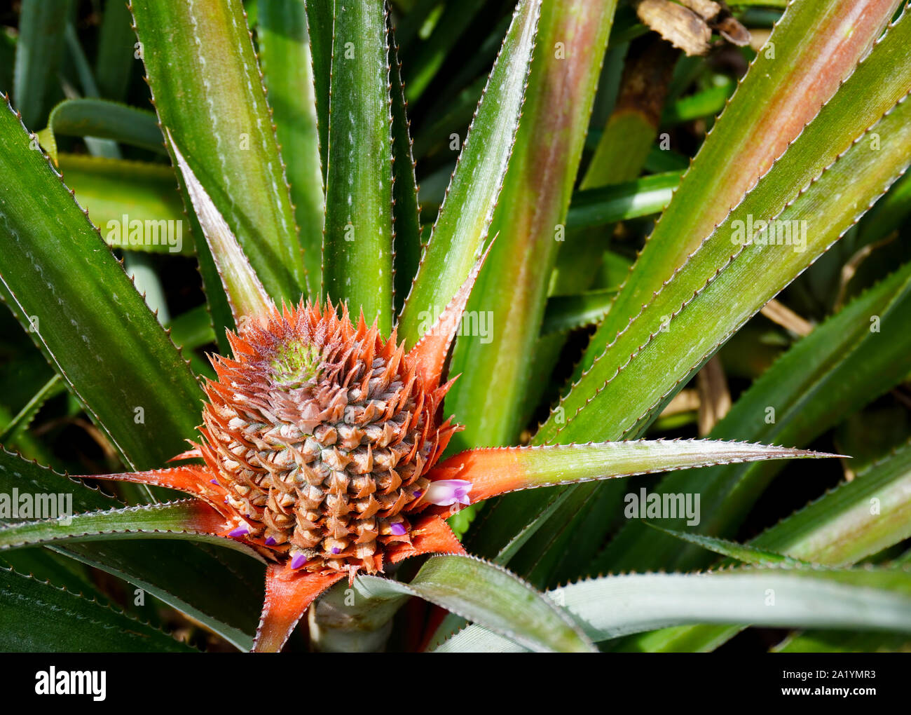 A new pineapple begins to grow in a field on the island of Moorea in