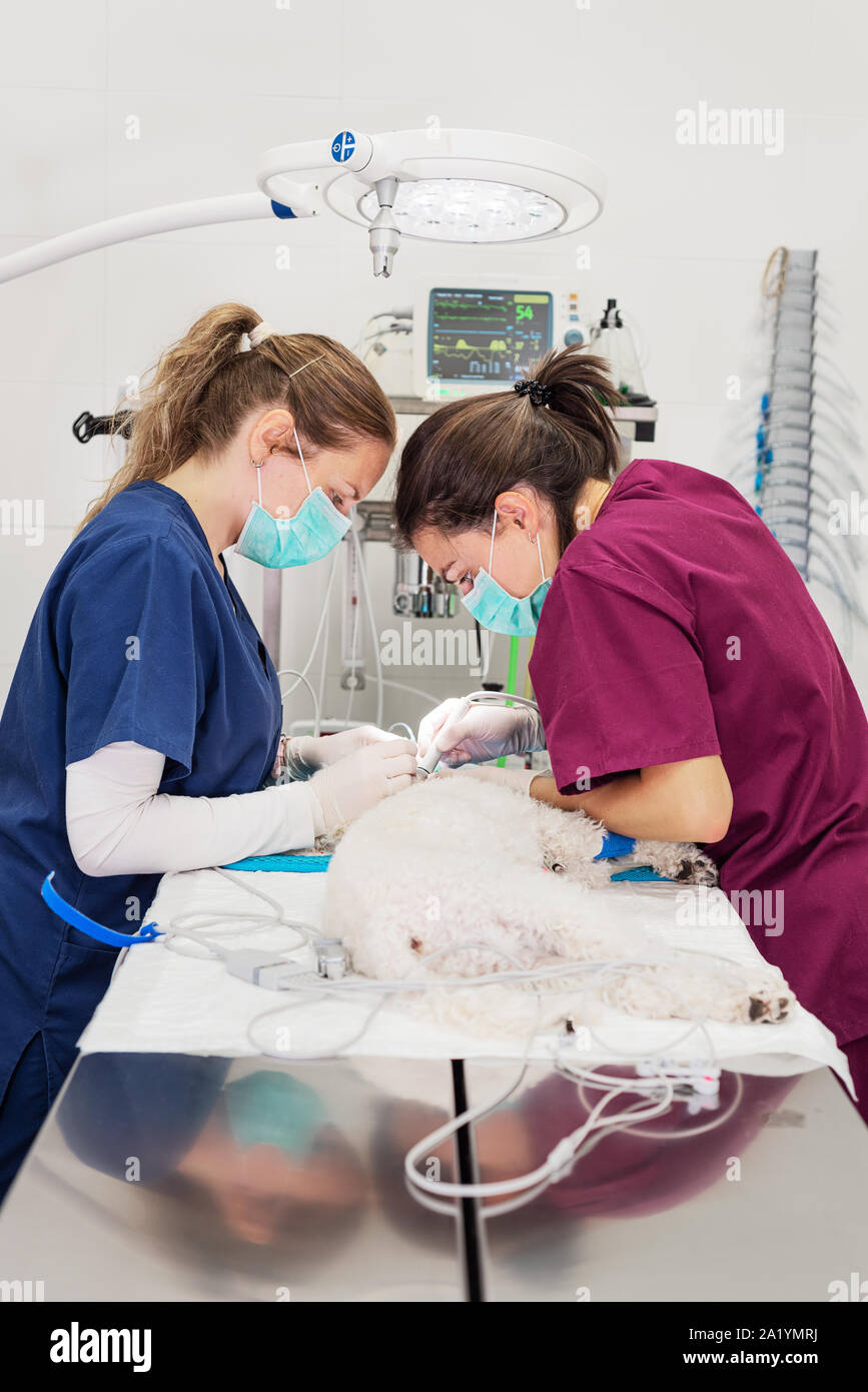 Woman veterinarian dentist doing procedure of professional teeth