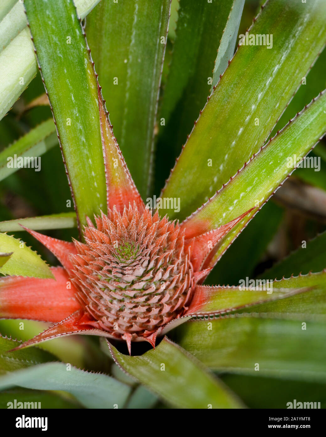 Vertical image of a red pineapple bud beginning to grow in a field in French Polynesia Stock Photo