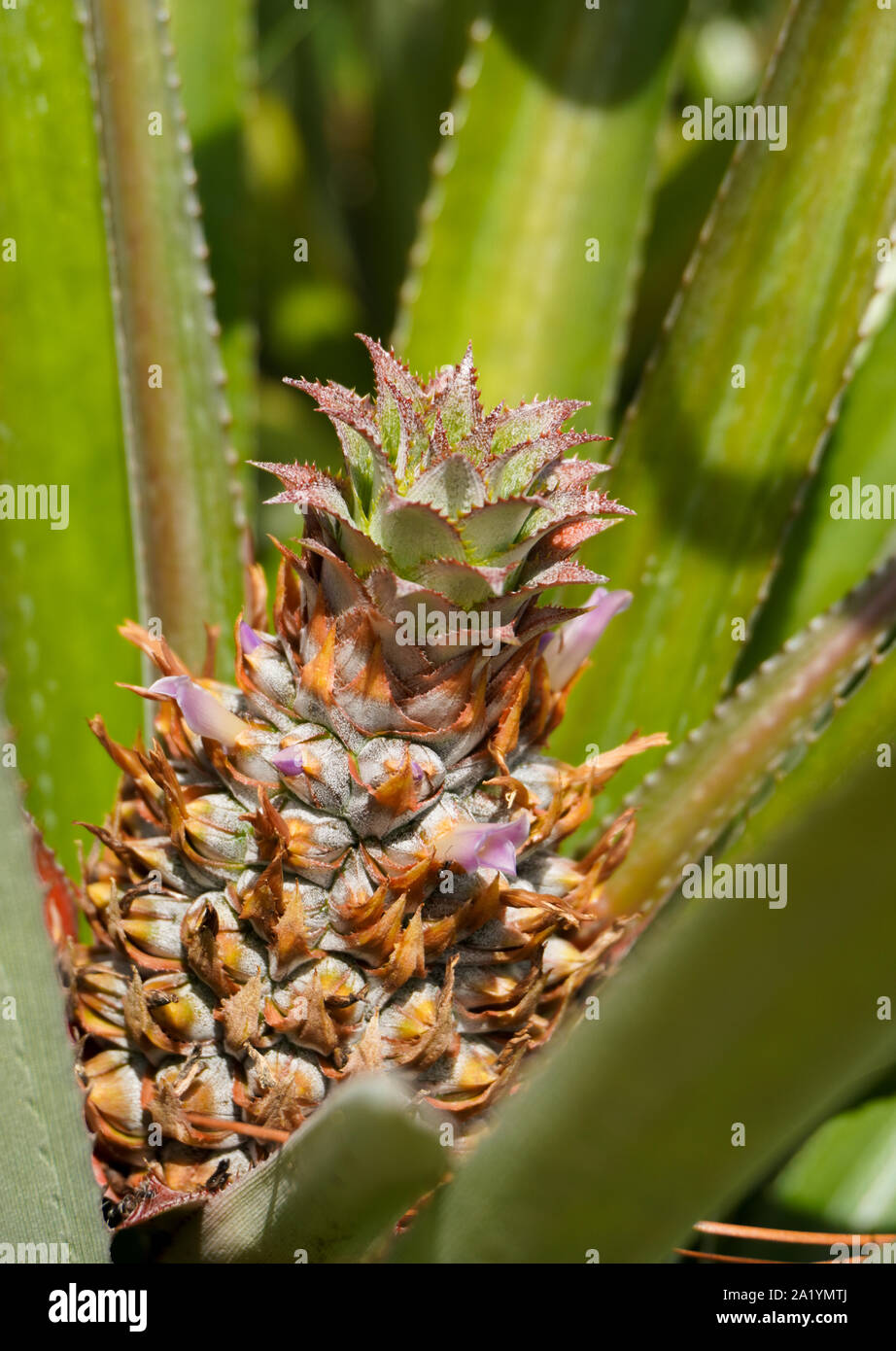 Close-up image of a young pineapple with purple flowers growing among bright green leaves Stock Photo
