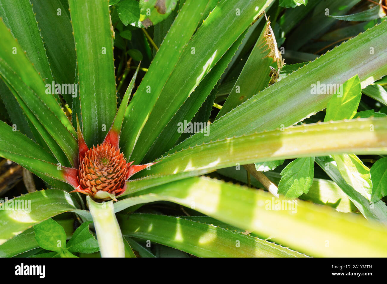 The red bud of a pineapple starts to grow in the midst of green spiky leaves in a pineapple field on the island of Moorea in French Polynesia Stock Photo
