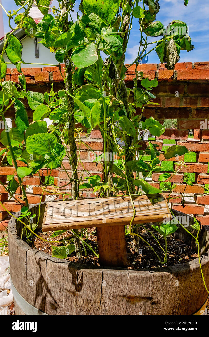 Pole beans (Phaseolus vulgaris) grow in a wooden barrel container at St. Augustine Lighthouse and Maritime Museum in St. Augustine, Florida. Stock Photo