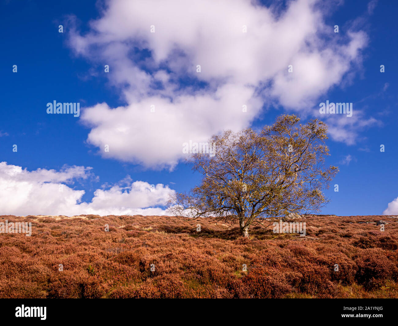 North Yorkshire Moors landscape with tree and heather in Autumn Stock ...