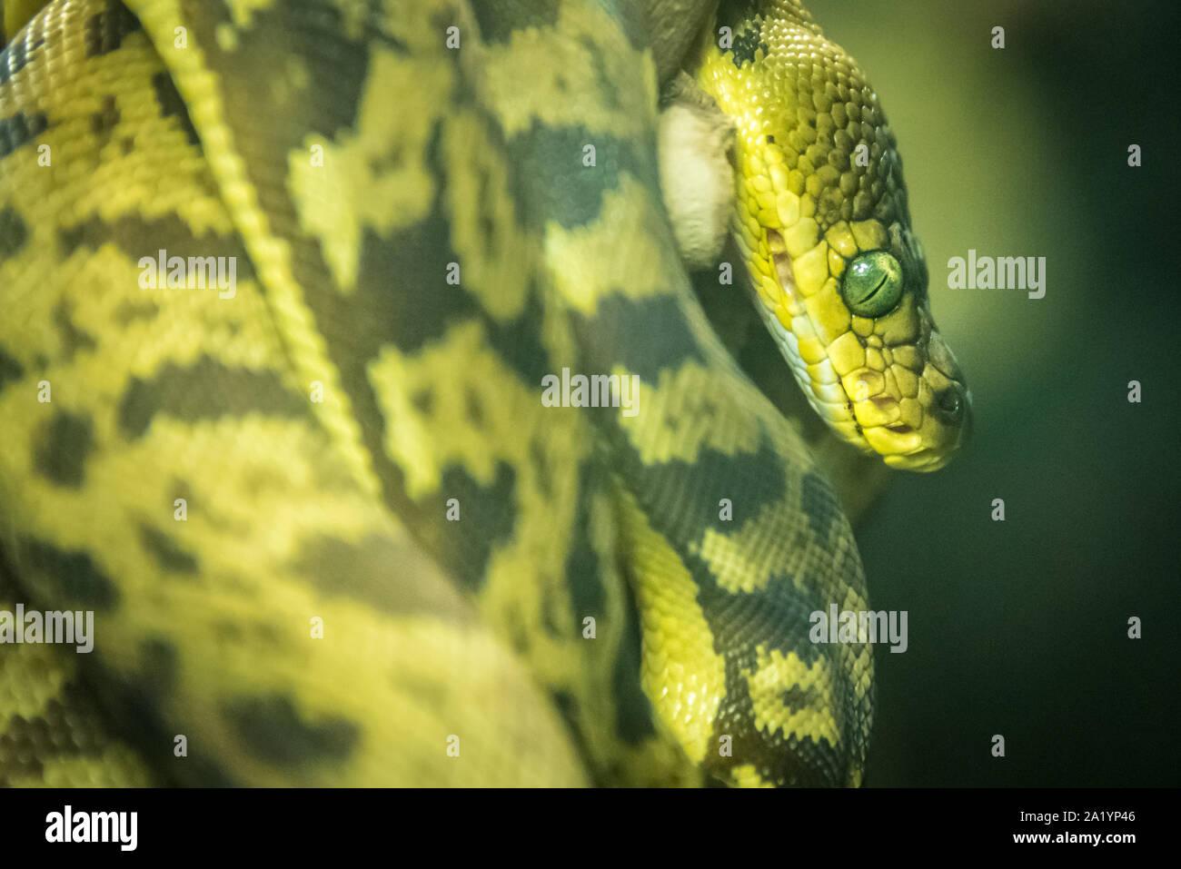 Coiled snake at the St. Augustine Alligator Farm Zoological Park along Florida A1A in St. Augustine, Florida. (USA) Stock Photo