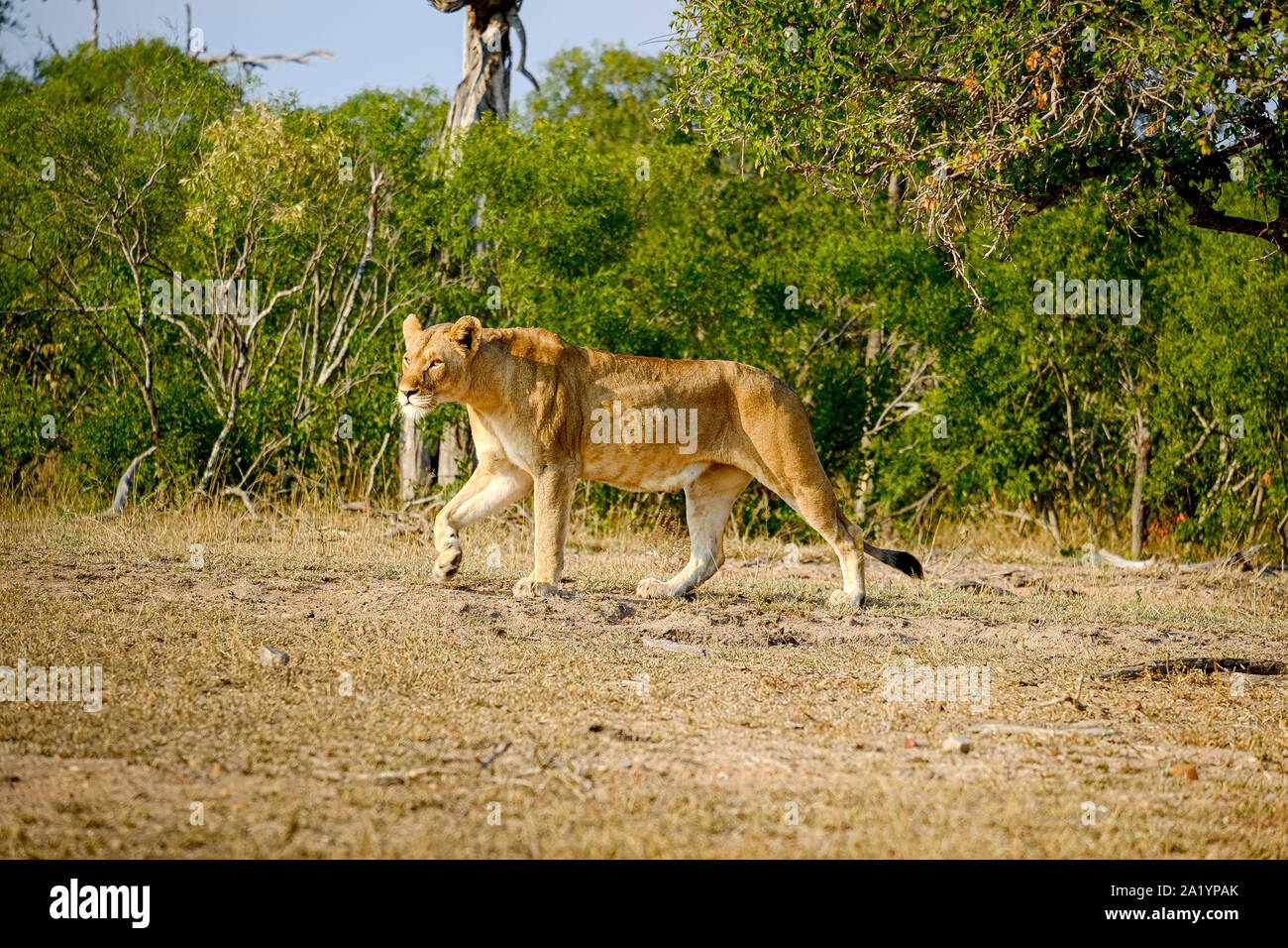 African lioness walking alone in the wild Stock Photo