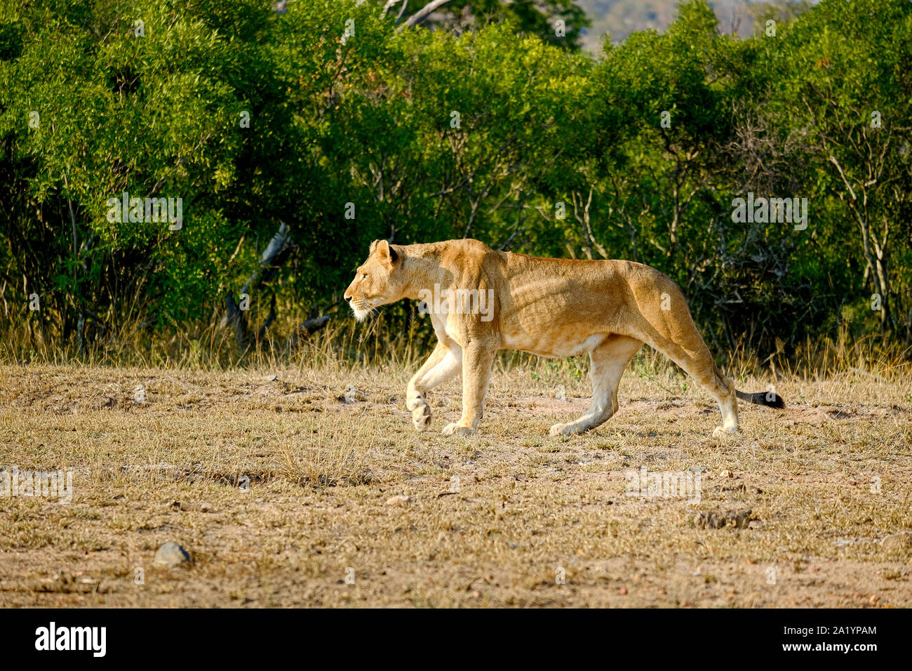 African lioness walking alone in the wild Stock Photo