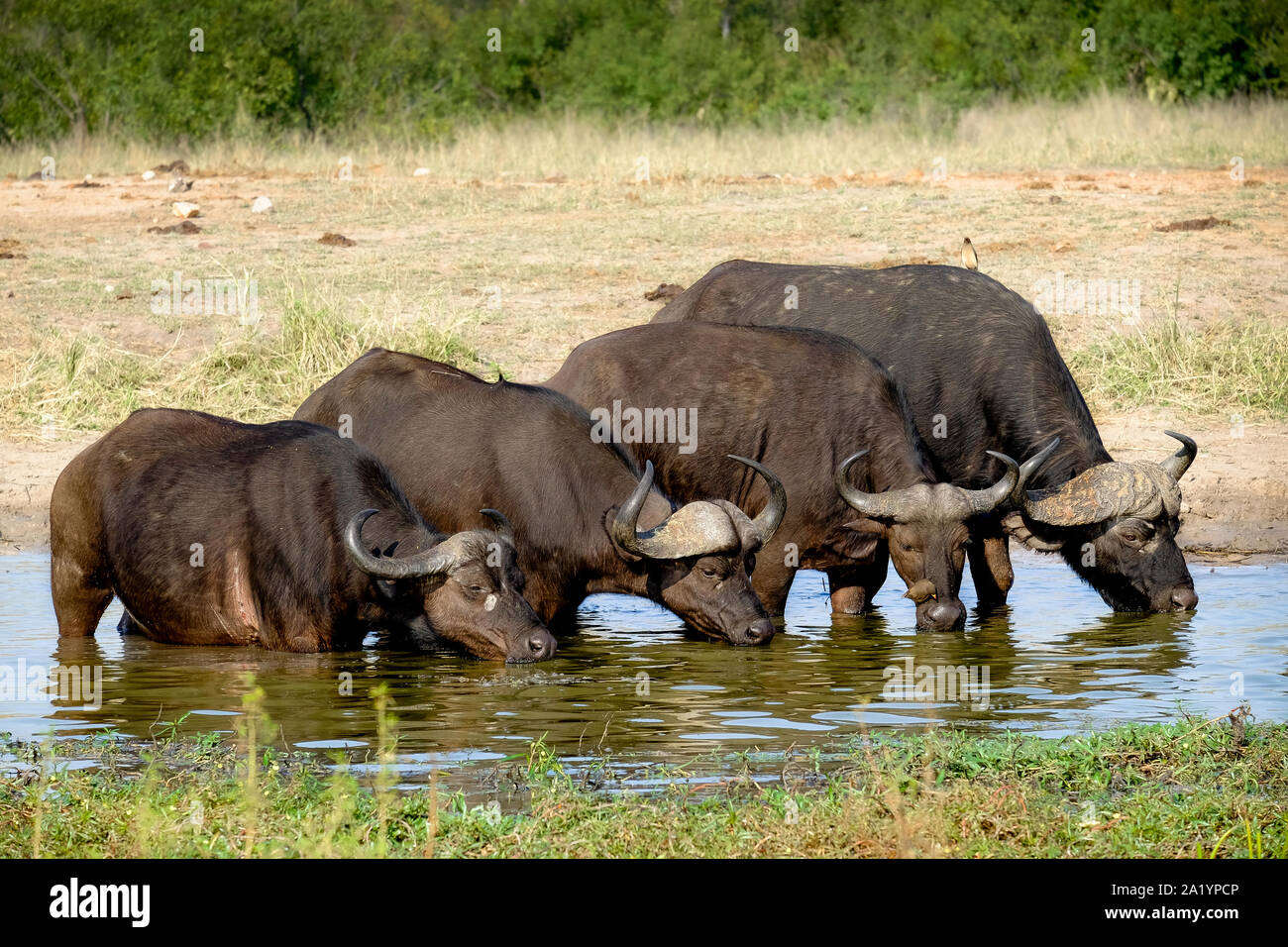 Four cape buffalos drinking water from a waterhole Stock Photo - Alamy