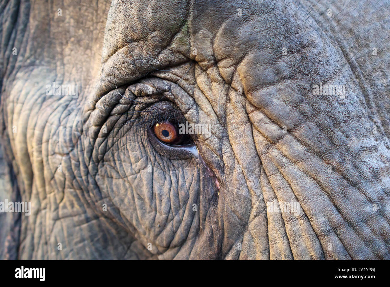 Elephant eyelashes hires stock photography and images Alamy